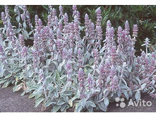 ������ ����������.jpg