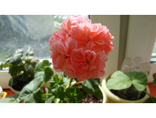 Passat(������)