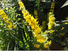 ��������� 50,00