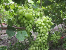 500x500.������ ����������.jpg