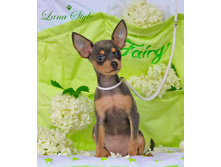 ���� ����� ����