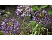 ��� ��������