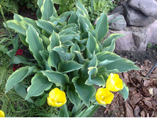 Regal Splendor ������