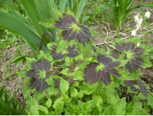 P1060283.JPG������ �������.