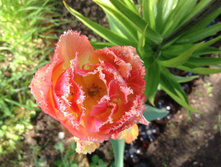 ������� ���� ��� ���� IMG 0947.JPG