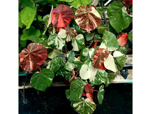 �������� ����������� �����������  ( Hibiscus Tiliaceus Tricolor.) - ������ �������� �������� ...