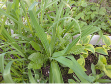 �������� ����������� 100,00 ���.