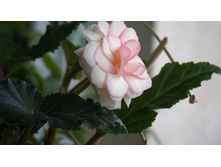 ������� ���������