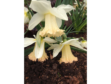 �������� ������ �����