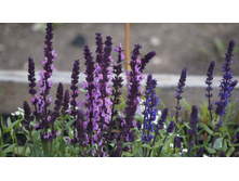 ������ ��������� ��� �������� ����