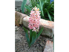 ������� ������ IMG 0956.JPG