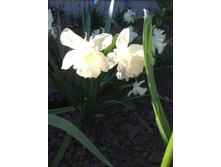 �������� ������ �����