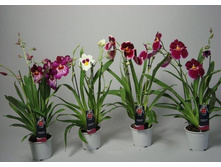 ��������� ���� - 450 - 600 ���.