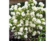 ������ ����.jpg