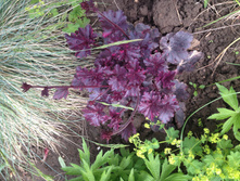 ������� midnight rose