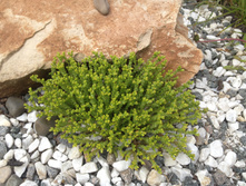 ������ �����