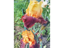 IMG 20170624 091102.jpg