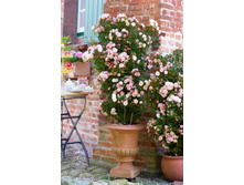 ������� ���� �����(��)