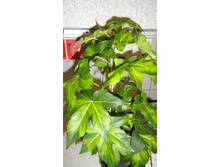 ���������� ���������� ����� ( Fatshedera lizei Silver Prince ) - 450- 550 ���.