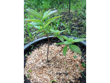 ���������� Cannon`s Double IMG 0984.JPG