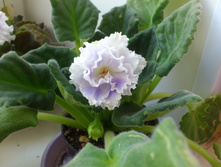 ��-���������