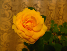 IMG 5294.JPG