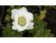 ������� DE CAEN