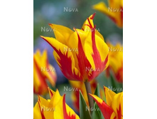 ������� ���� �����.jpg