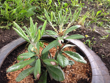 ����������� ������� (Rhododendron Helliki) IMG 0982.JPG