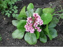 Nature   Flowers Perennial flowers saxifrage in the park 066314 .jpg