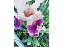 IMG 20170623 192332.jpg