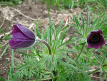 IMG 5288.JPG