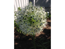 ������������ ��� IMG 1062.JPG