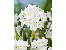 24,07���. ������� ���������(�������� ���� �� 10 ��.) �������� 5 ��..jpg