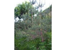 ����� � �����