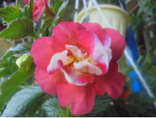 DSC05262.JPG