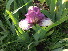 ���� ���������� Bandid Tiger