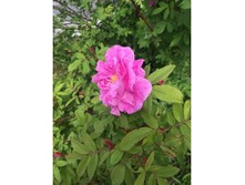 594e686118ae9 img9627.JPG