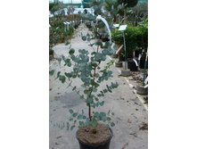 �������� ����� - Eucalyptus gunni- ����� ������ �������� ....