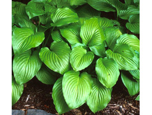 ����� �������.