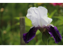 ���� ��������-���������� (�ϣ ����)