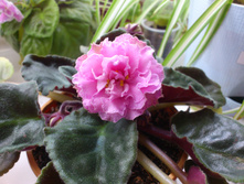 ��-�������� ����