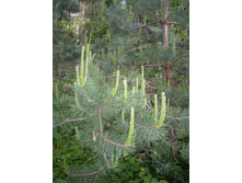 ������� �������