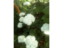 IMG 20160717 171619.jpg