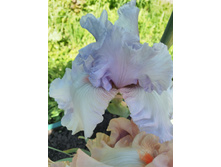 IMG 20170624 091139.jpg