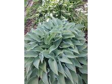 ����� "��� �����"