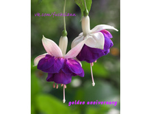 ������ Golden Anmniversary