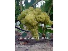 ������ � 342.jpg