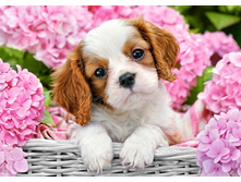 �������� ������ 38�27 Ag 4654.jpg