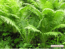 2012741.1213936456 19133.gif